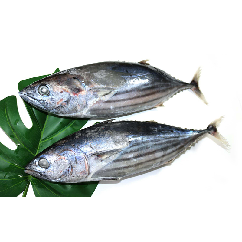 Skipjack Tuna 